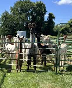 what's the difference between alpacas and llamas